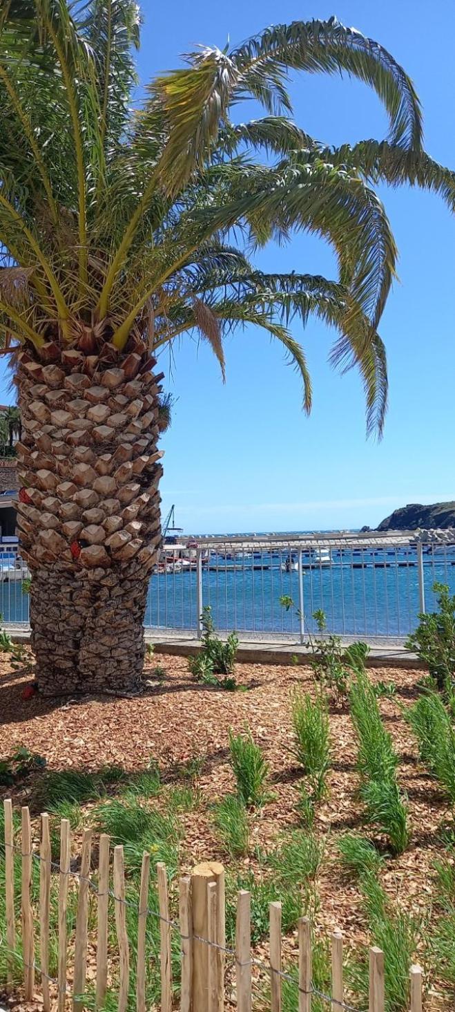 Appart F3 A 150 M De La Plage Avec Parking Prive Cerbère Exterior foto
